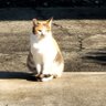 きゃっと 的头像