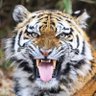 虎 profil fotoğrafı