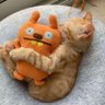 Фото профиля Meow.