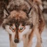 🐺 wolf 🐺 的头像