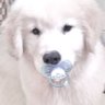 milo 🤍 it/he (junkorexic era)'s profile picture