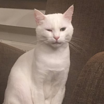 Umut Topal's profile picture