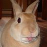 Profilbild von bunny