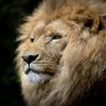 Profilbild von apexpredator