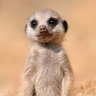 Фото профиля Hola Soy Meerkat!