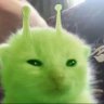 Bl00d Rose's profile picture