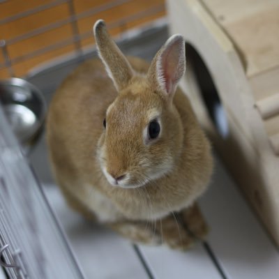 うさぎのらてちゃん。's profile picture