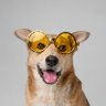 Vidlogy Stress Buster's profile picture
