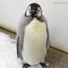 Фото профиля ペンギン