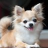 small dog profil fotoğrafı