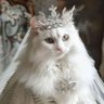 Фото профиля 猫姫様