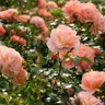 Rose Shah profil fotoğrafı