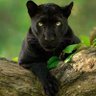 Black profil fotoğrafı