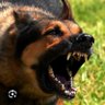 Profilbild von Dawgs Dog