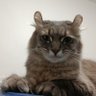 cleo.tdr 的头像