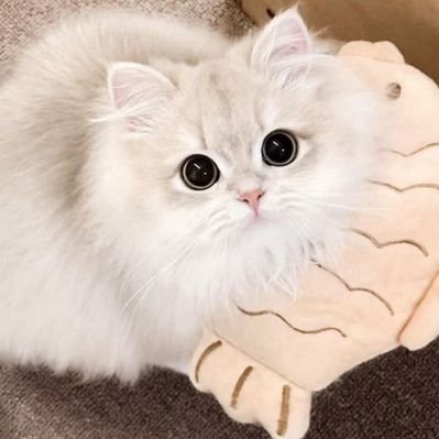 yirenLin_'s profile picture