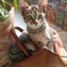Towfia Jannat's profile picture