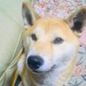 ぽぽもふ 的头像