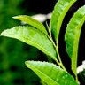 green tea's profile picture