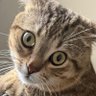adem oglu's profile picture