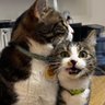 Profilbild von Sultan ve Rıfkı Sütçüoğlu 🐾