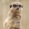 Nick Mears Actual Meerkat profil fotoğrafı
