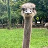김타조 profil fotoğrafı
