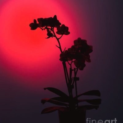 Mr__Red__'s profile picture