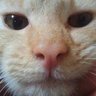 とし 的头像