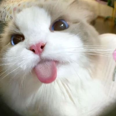 cuteecats154619's profile picture