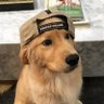 Фьють's profile picture
