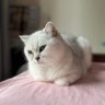 破裤子's profile picture
