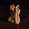 charlotte 🐈🐇 profil fotoğrafı