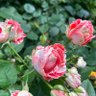 ブルー profil fotoğrafı