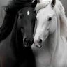 Profilbild von أبو فارس