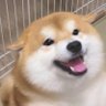 妖闲 的头像