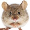 Profilbild von Vikram Roth