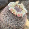 サボテンが好きなアラサー profil fotoğrafı