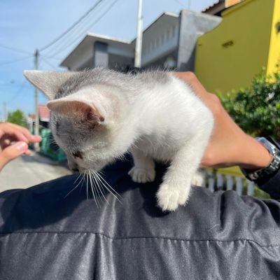 shidqii's profile picture