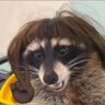 Profilbild von mangusto