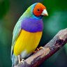Myrrhman profil fotoğrafı