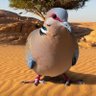 Abo khalid 的头像