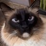 Фото профиля Dai 🐈📚🏁♑️