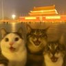 富贵的主人's profile picture