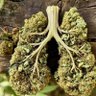 Фото профиля Buds All Day