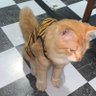 rr profil fotoğrafı