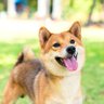 めぐりん's profile picture