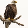 Фото профиля Papi Chulo 🇺🇸🦅