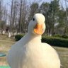 Profilbild von xiaoli