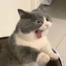 Profilbild von ねこ